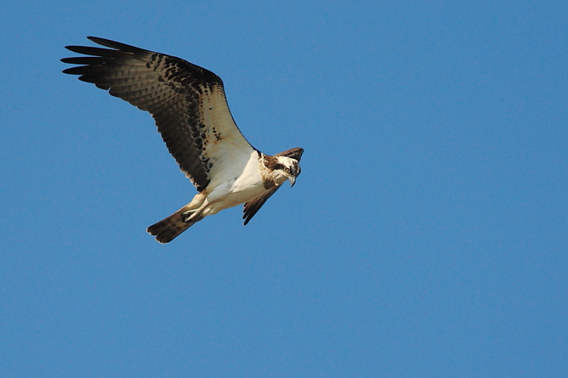 Falco pescatore